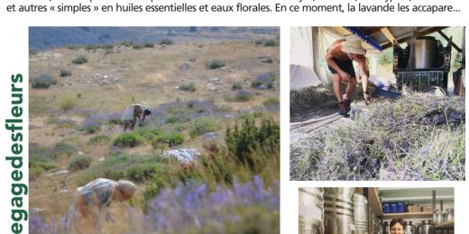 Nice Matin 09/08/20 Alchimistes des plantes
