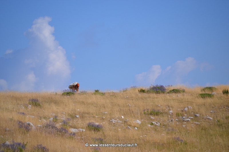 Cueillette en milieu sauvage Cueillette en milieu sauvage