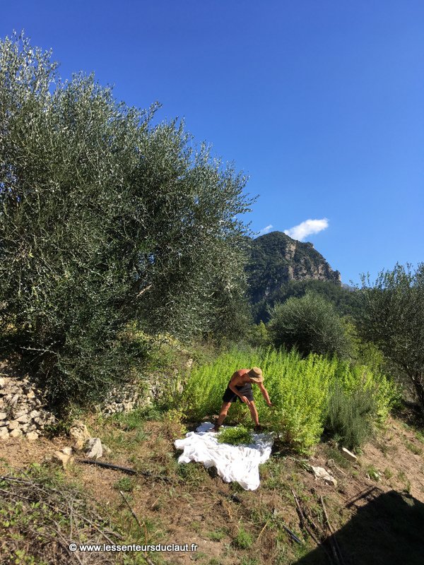 Cueillette de plantes cultivées à la ferme