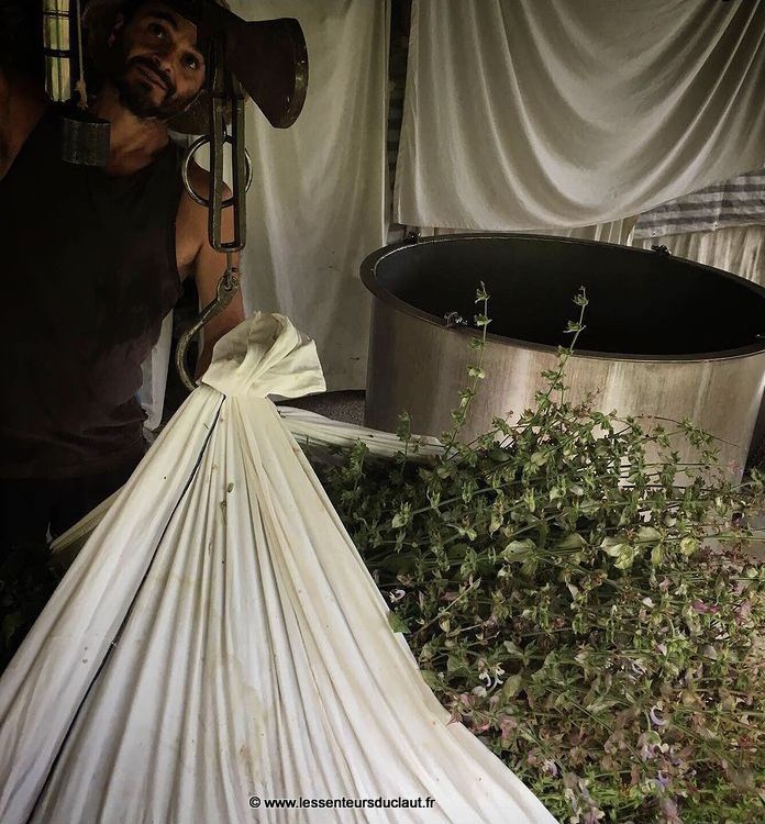 Pesée et stockage des plantes avant distillation par entrainement à la vapeur d eau