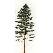 sapin_blanc_estampe