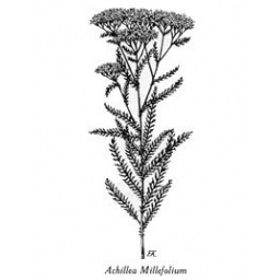 achillea-millefolium_estampe