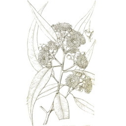 Eucalyptus citronné
