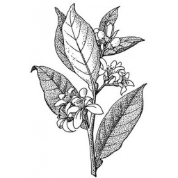 fleur-oranger_estampe