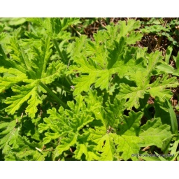 Géranium
