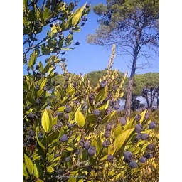 Huile essentielle BIO Myrte