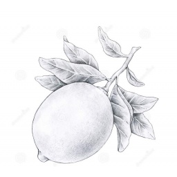 pg-citronnier_estampe