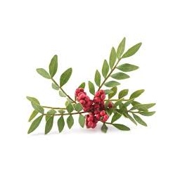 pistachier_lentisque_estampe