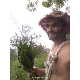 plantain_3