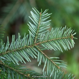 sapin_blanc2