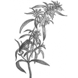 Huile essentielle BIO Sarriette